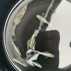 親種　エメキン　メダカ　めだか