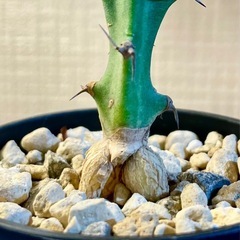激安！流通量も少なく希少でかっこいい塊根植物！クンチー！