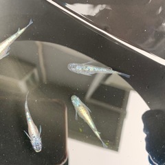 親種　クロノス　メダカ　めだか
