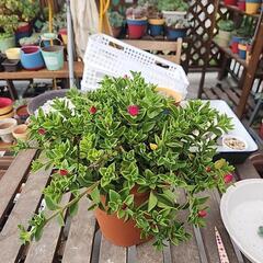 多肉植物　ベビーサンローズ
