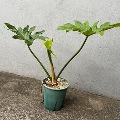 セローム　