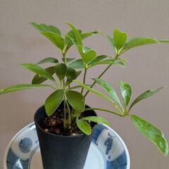 【お取引中】シェフレラ②　観葉植物