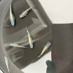 親種　ネプチューン　メダカ　めだか