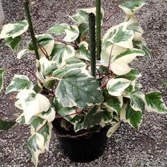 斑入りのオカメ蔦の画像