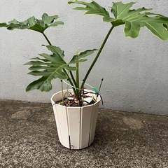セローム　鉢付