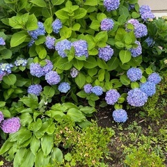 紫陽花　アジサイ