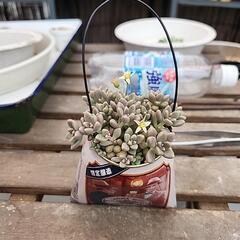 多肉植物　姫秋麗(さくらビール)
