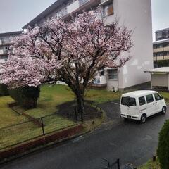 中古車オークションに連れて行ってください