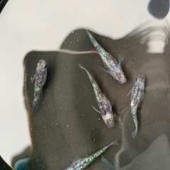親種　アワビ　メダカ　めだか