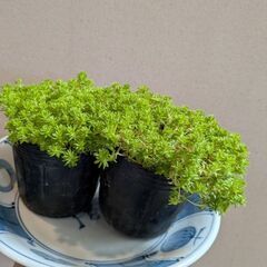 多肉植物？の画像