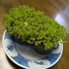 【お取引中】多肉植物？