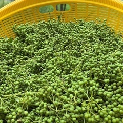 朝倉山椒の実　500g
の画像
