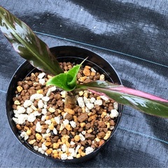 #2 ムサノノ ピンク バナナ苗🌱
