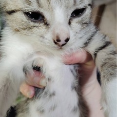 子猫の里親募集します。