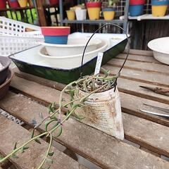 (お話し中)多肉植物ドルフィンネックレス缶の画像
