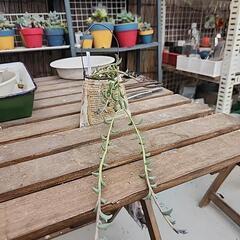 (お話し中)多肉植物ドルフィンネックレス缶の画像