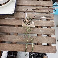 (お話し中)多肉植物ドルフィンネックレス缶の画像