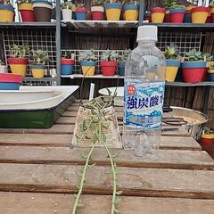 (お話し中)多肉植物ドルフィンネックレス缶の画像