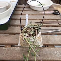 多肉植物ドルフィンネックレス缶
