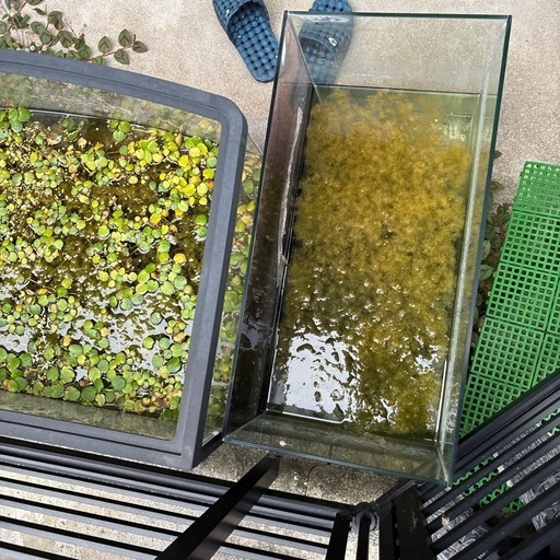 60センチ水槽