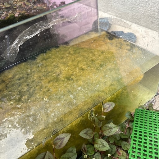 60センチ水槽