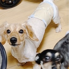 ダックスフンド親子です - 犬