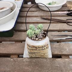 多肉植物　ビアホップ