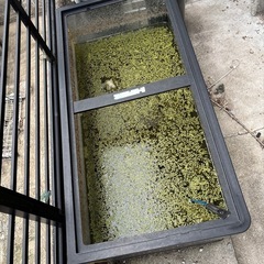 90センチ水槽