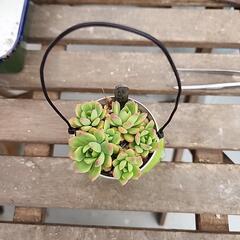 (お話し中)多肉植物　マッコス缶の画像