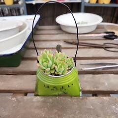 多肉植物　マッコス缶