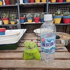 (お話し中)多肉植物　マッコス缶の画像