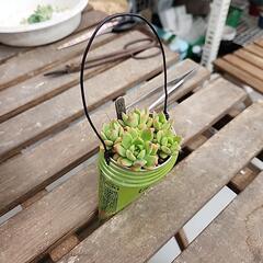 (お話し中)多肉植物　マッコス缶の画像