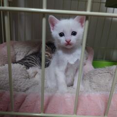 子猫♀2匹  里親様募集中！！