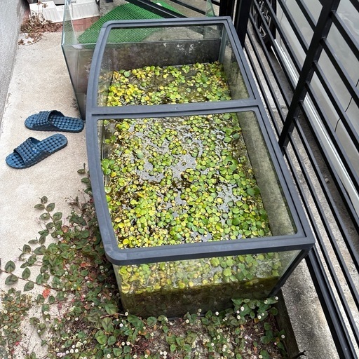 角無し　湾曲型水槽