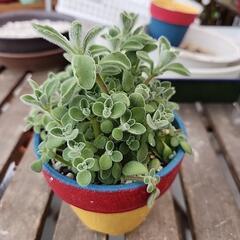 多肉植物　シルバーグラス
