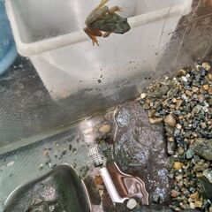 カジカガエルの画像