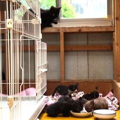 【里親さん急募】２匹の母猫と９匹の子猫ちゃん