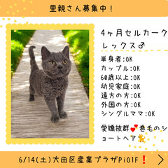 里親募集中！4ヶ月セルカークレックス♂(⋈◍＞◡＜◍)。✧♡