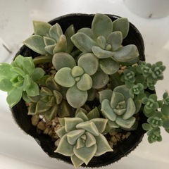 多肉植物　色々セット2