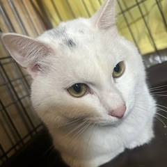 たける君＆かける君🐱【里親募集】