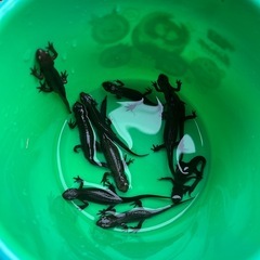 アカハライモリ　10匹　オス　メスの画像