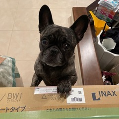 フレンチブルドッグ