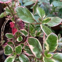 植物　カサブランカ　2セット　花　葉っぱ　ガーデニング　観葉植物　