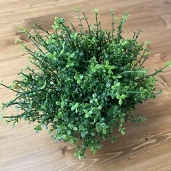 IKEA FEJKA フェイカ 人工観葉植物, 室内/屋外用 ベビーティアーズ, 9 cmの画像