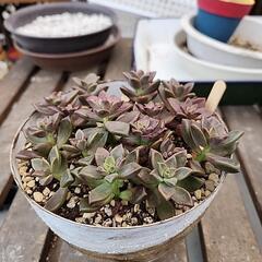 多肉植物　ブロンズ姫