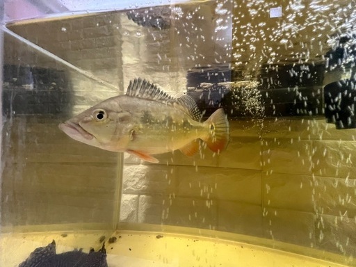 熱帯魚　大型魚