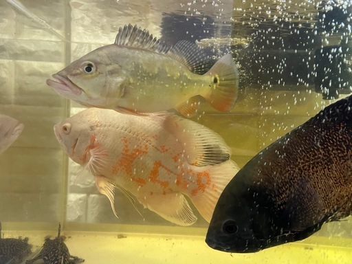 熱帯魚　大型魚