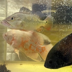 熱帯魚　大型魚