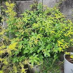 『終了』白モッコウバラ 八重