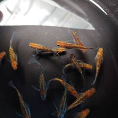 メダカ・忘却の翼　成魚　２ペア　